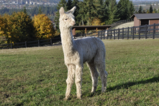 alpaca for sale