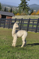 alpaca for sale