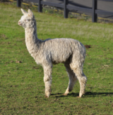 alpaca for sale