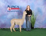 alpaca for sale