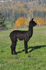 alpaca for sale