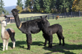alpaca for sale