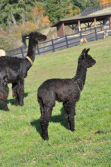 alpaca for sale