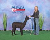 alpaca for sale