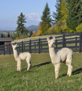 alpaca for sale