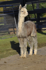 alpaca for sale