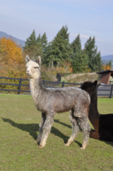 alpaca for sale