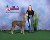 alpaca for sale