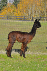 alpaca for sale