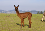 alpaca for sale