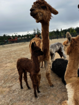 alpaca for sale