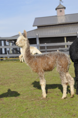 alpaca for sale