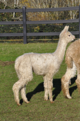 alpaca for sale