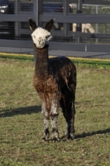alpaca for sale