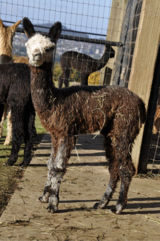 alpaca for sale