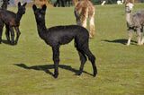 alpaca for sale