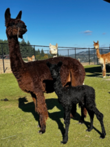 alpaca for sale