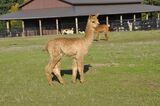 alpaca for sale