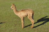 alpaca for sale