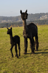alpaca for sale