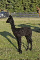 alpaca for sale