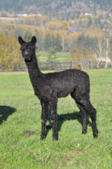 alpaca for sale