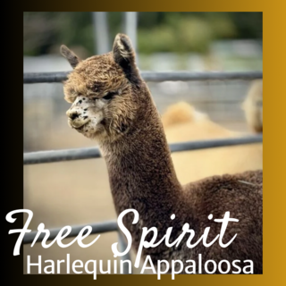 Photo of ~Apache's Free Spirit (Harlequin Appaloosa)