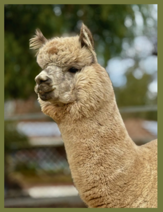 Photo of Mirakel (Appaloosa)