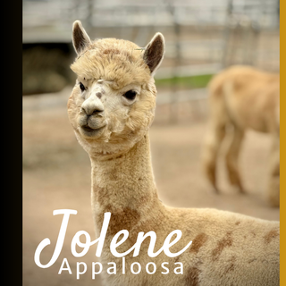 Photo of ~Stone Pine Jolene (Appaloosa)