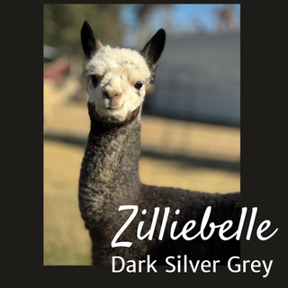 Photo of ~Rare Gem Zilliebelle 