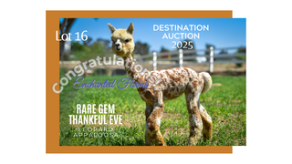 Photo of Rare Gem Thankful Eve (Leopard Appaloosa)