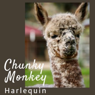 Photo of Rare Gem Chunky Monkey