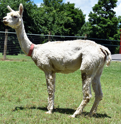 Photo of Eldora's Accoyo Aria by Rockstar