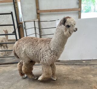 Photo of Love Train’s Lil’ Brutus
