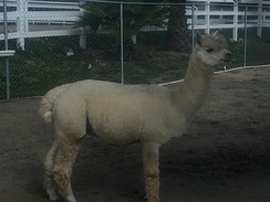 Photo of Double S Truckee