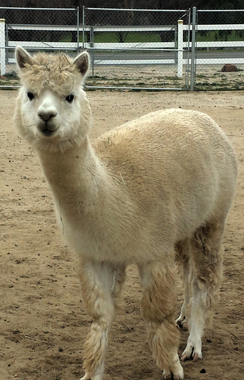 Photo of LTA Esterlita