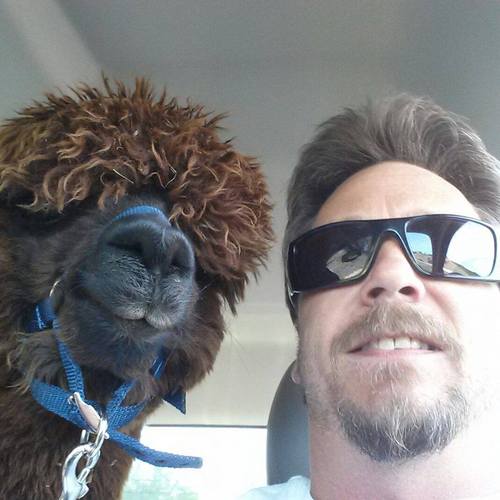 Temecula Valley Alpacas