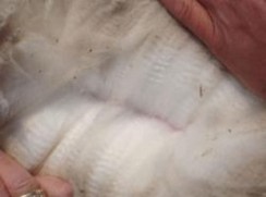 Photo of Raw Alpaca Fiber