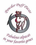 Powder Puff Pacas