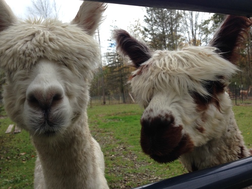Alpacaville
