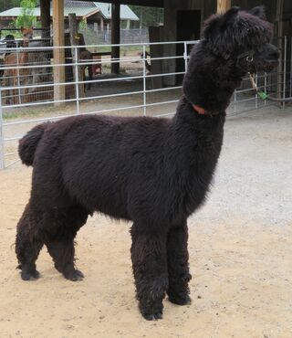 Photo of Black Ops - FJA Black Ops