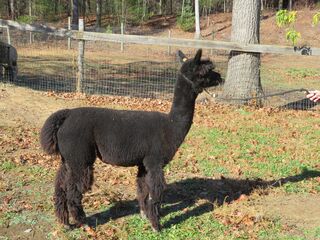 Photo of Molly - WMFarm Molly Hatchett