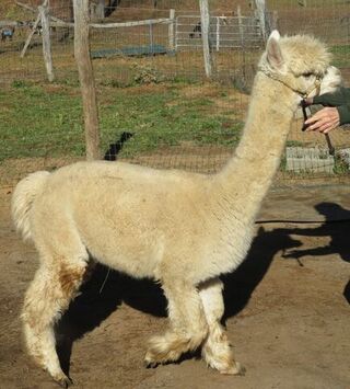 Photo of Athena Celtic Farm Athena