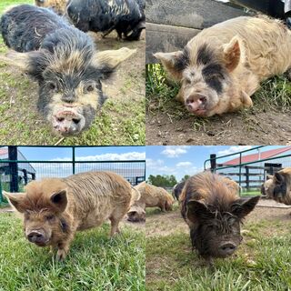 Photo of Whole Hog