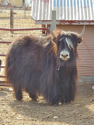 Photo of TQWY Fancy Face