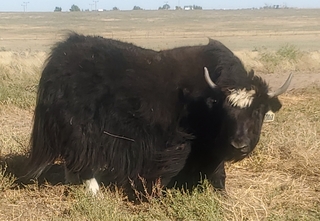 Photo of LDR Shimmer 