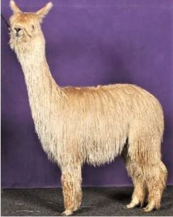 Photo of BLACK BEAU'S ARIANA