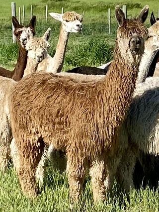 Photo of ANDACAL'S SKYE IS THE LIMIT