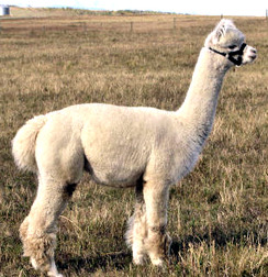 Aztec D'Anna