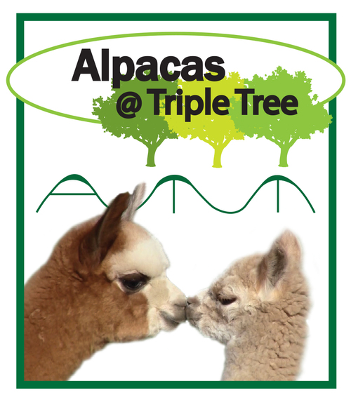 Alpacas @ Triple Tree